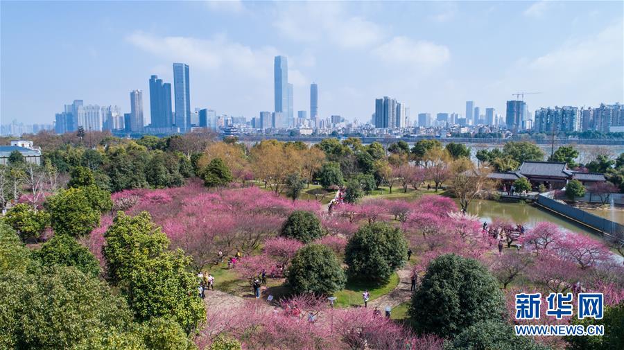 （環境）（5）梅花滿園引客來